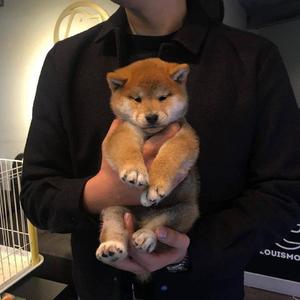 波多野结衣交伟电影
